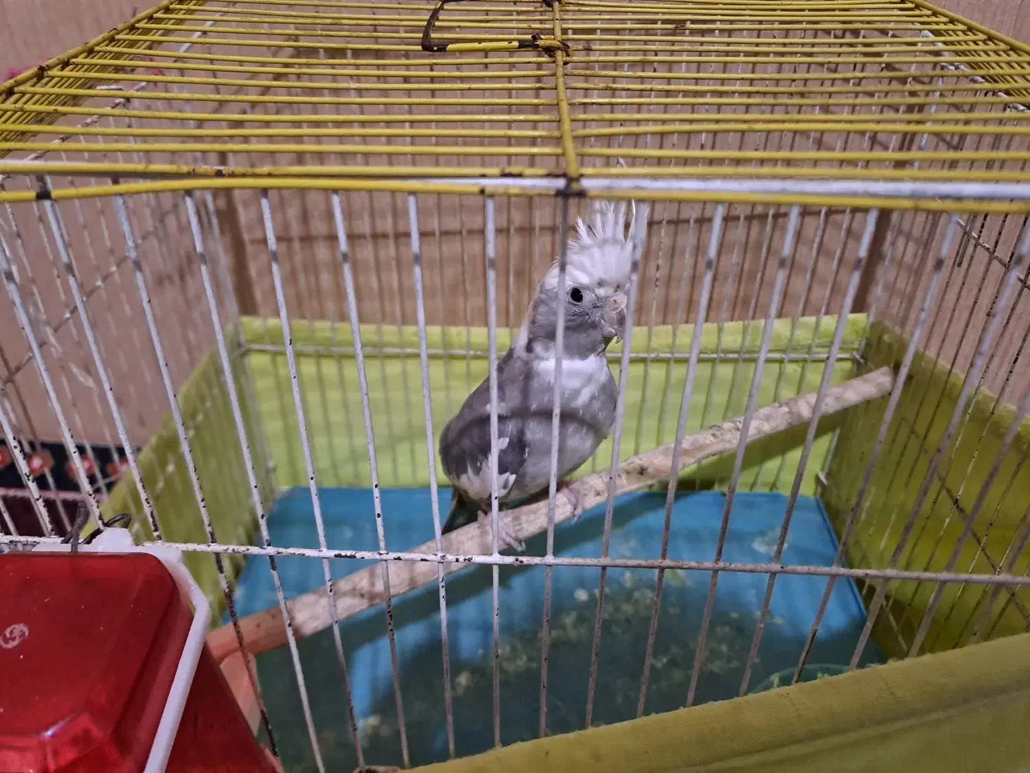 عروس هلندی وایت فیس|پرنده|قرچک, داوود آباد|دیوار