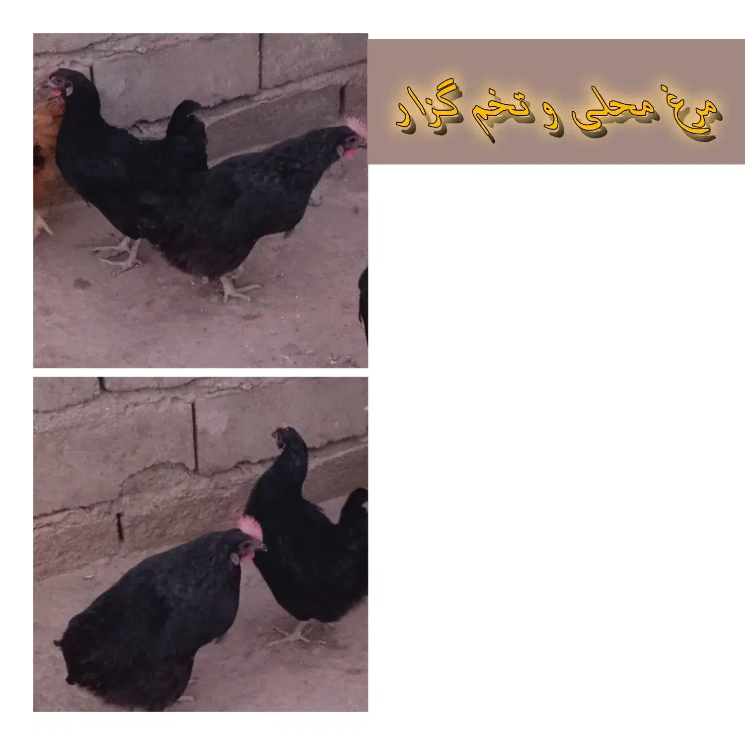 مرغ محلی و تخم گزار|پرنده|فهرج, |دیوار