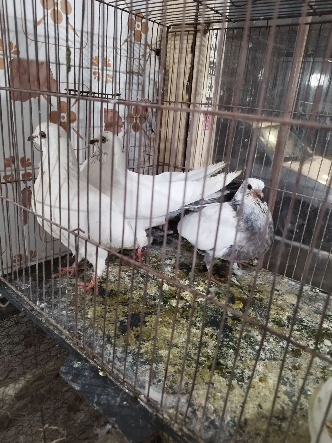 کفتر کاشانی پرش دار|پرنده|خمینی‌شهر, |دیوار