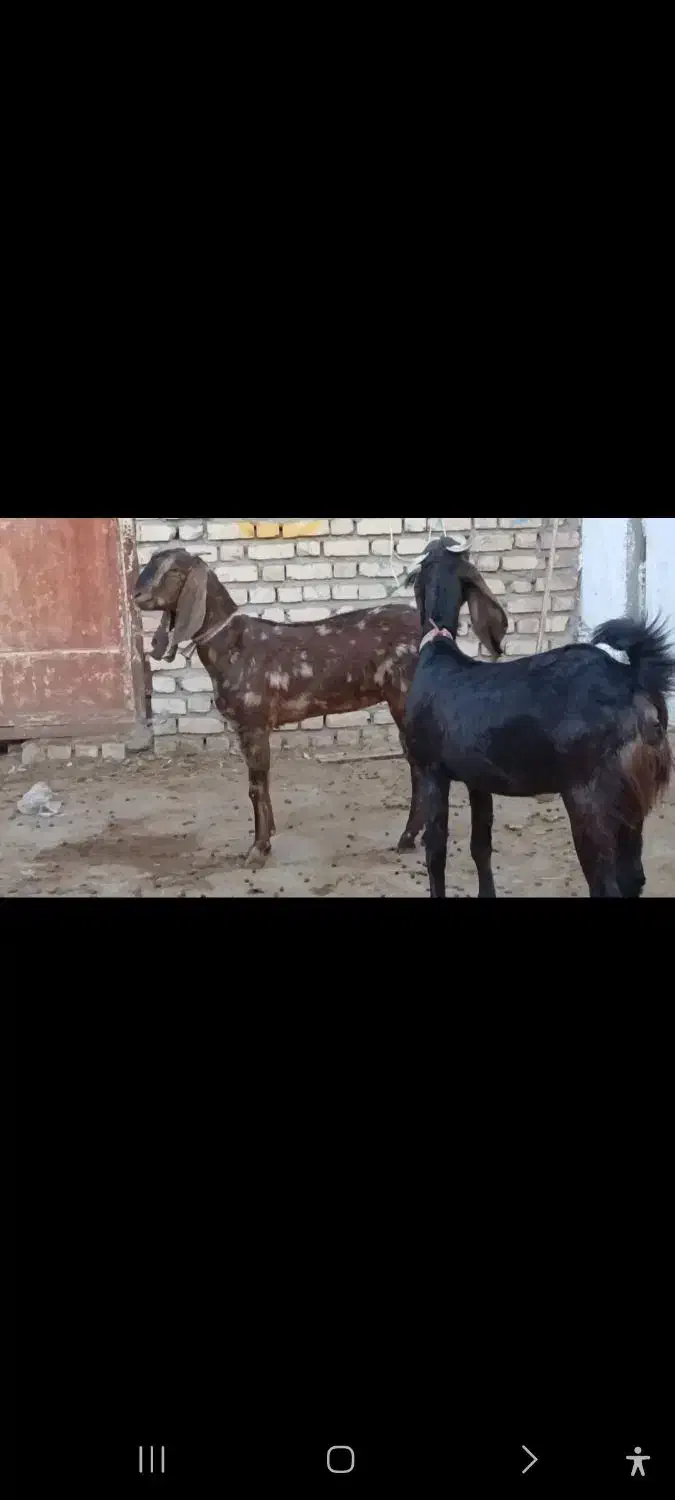 بزغاله ماده|حیوانات مزرعه|کاشمر, |دیوار