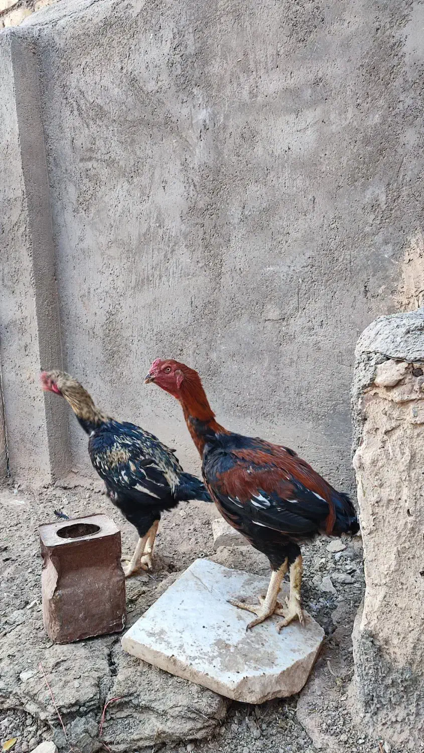 خروس لاری|حیوانات مزرعه|تایباد, |دیوار