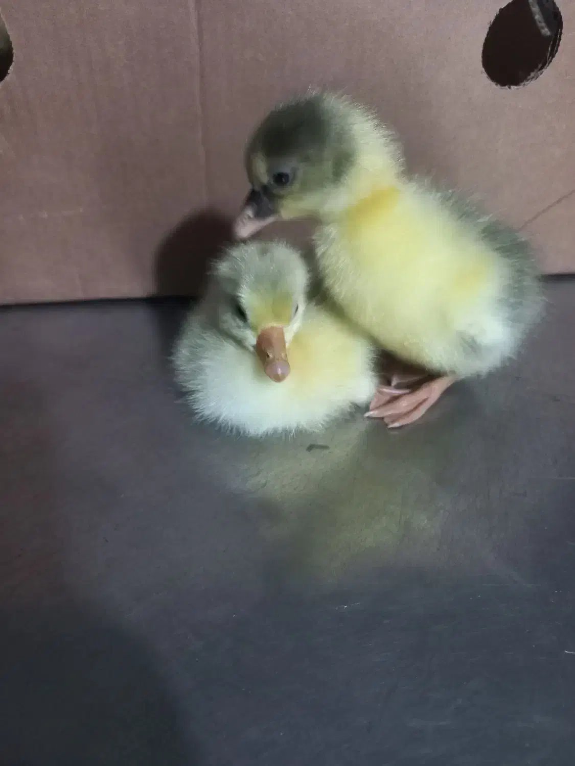 جوجه غاز|حیوانات مزرعه|لاهیجان, آهندان|دیوار