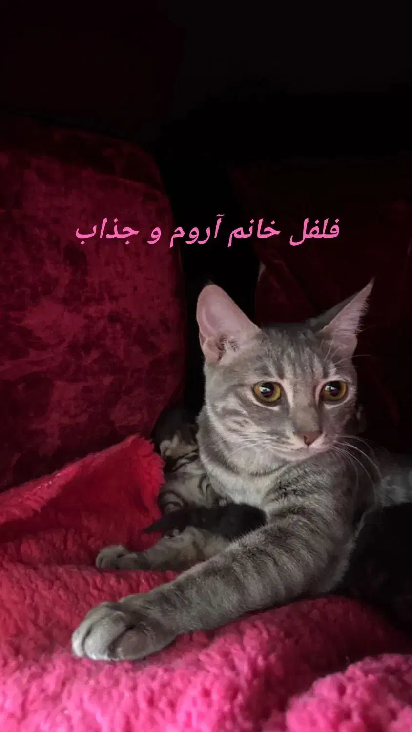 واگذاری رایگان|گربه|برازجان, |دیوار
