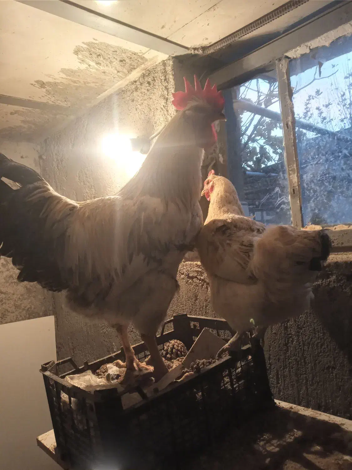 مرغ وخروس|حیوانات مزرعه|کنگاور, |دیوار