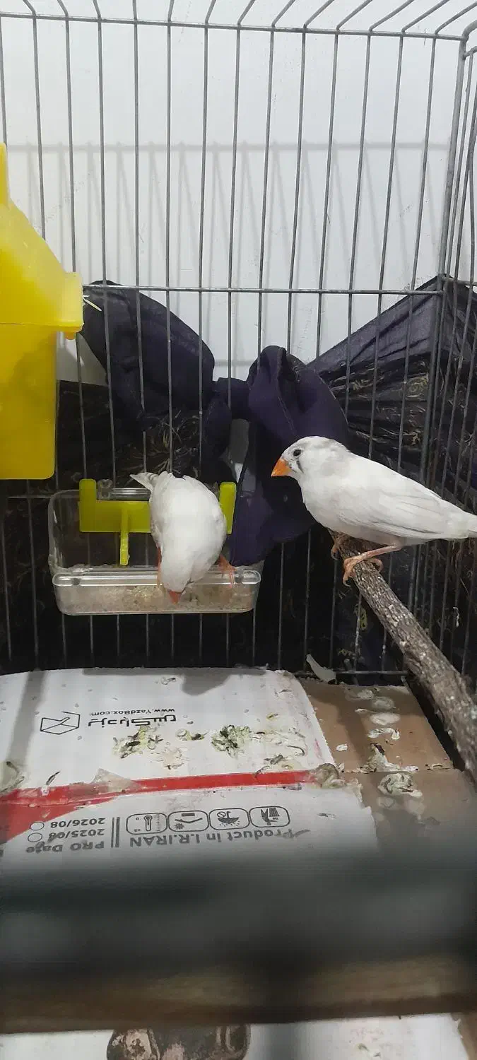 فنچ|پرنده|همدان, |دیوار