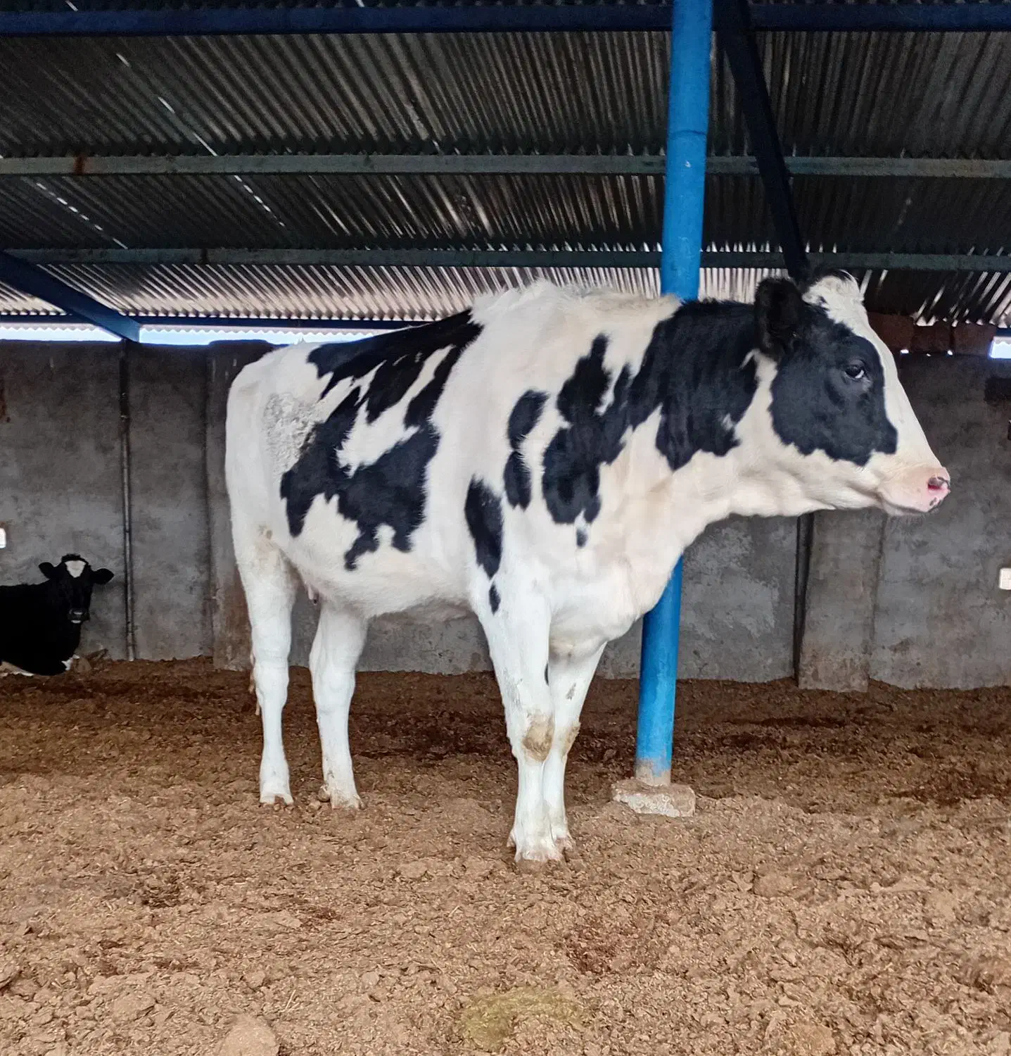 تلیسه وگاو صنعتی|حیوانات مزرعه|باخزر, |دیوار