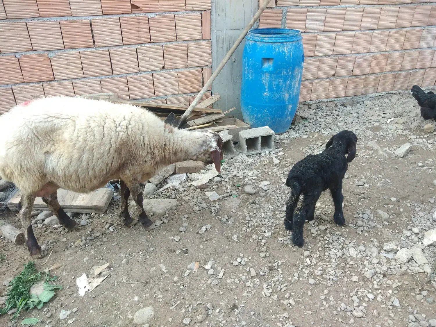 میش به همراه بره ماده|حیوانات مزرعه|علی‌آباد کتول, |دیوار