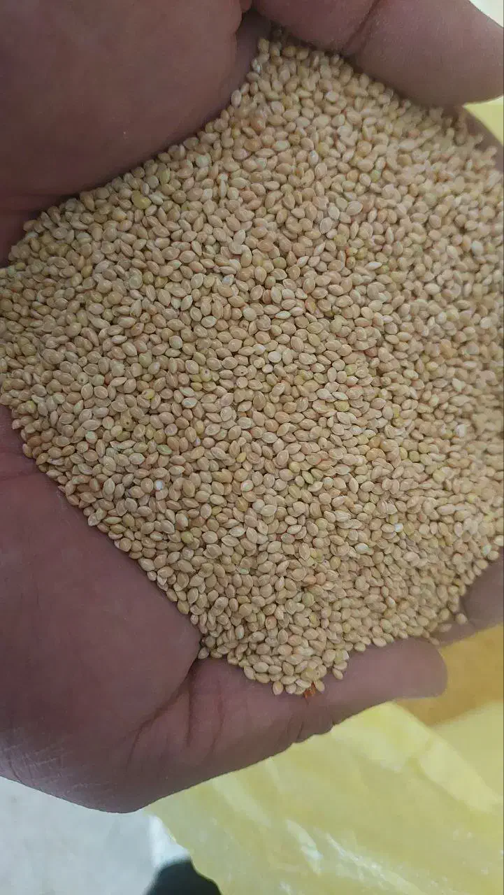 ارزن تیر ماهی درشت بومی|حیوانات مزرعه|کاشان, آیت الله سعیدی|دیوار