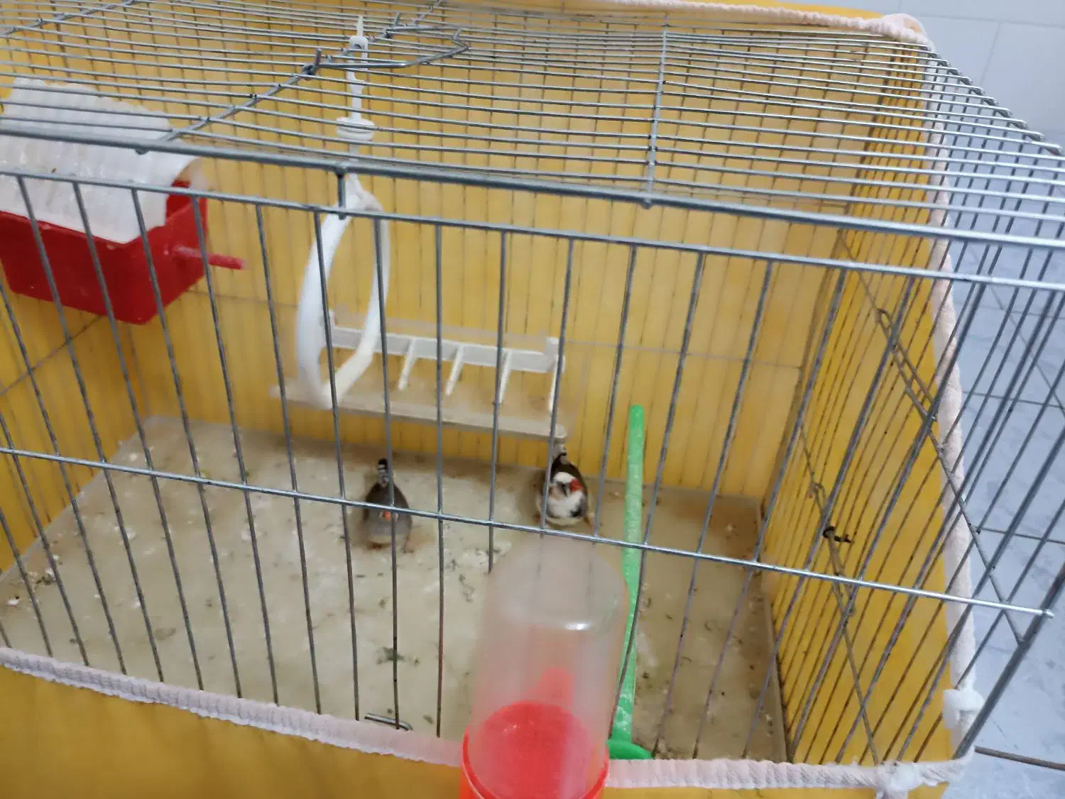 فنج|پرنده|بروجن, |دیوار