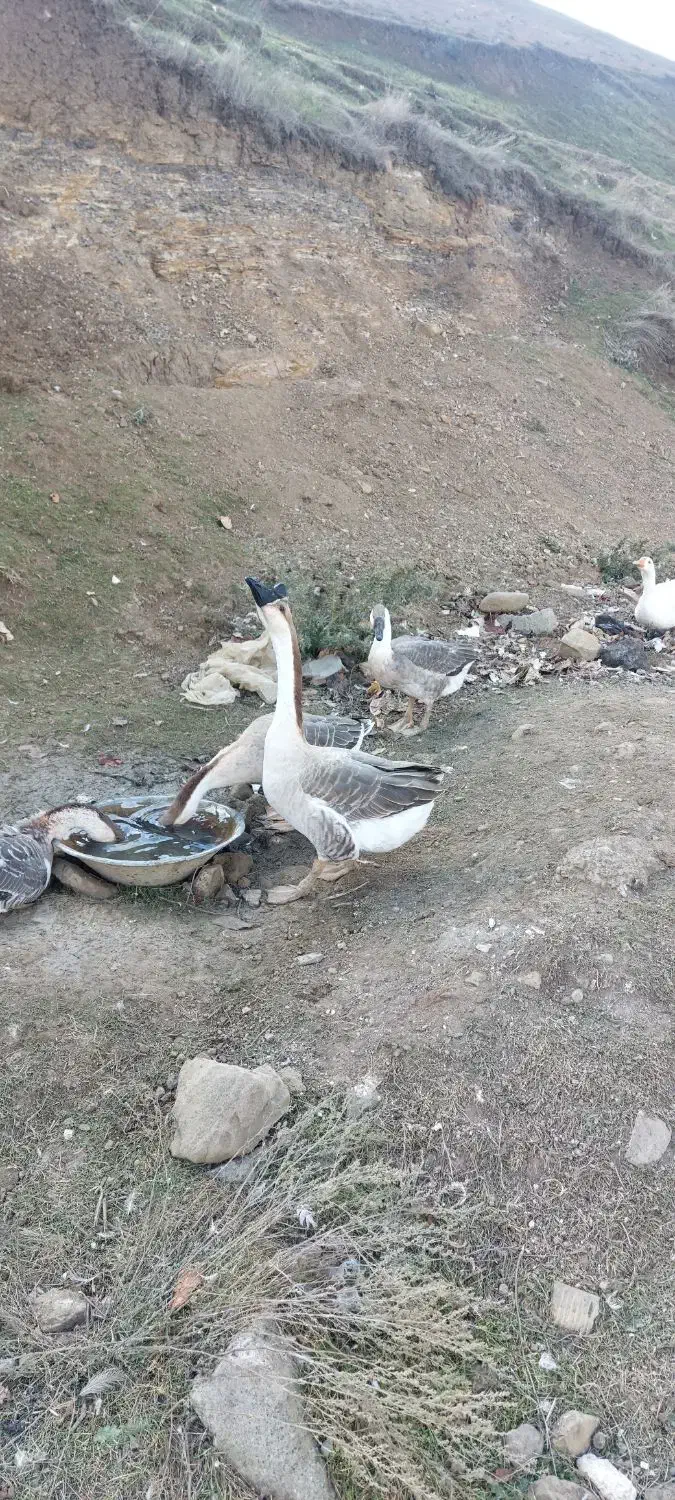 قوغاز|حیوانات مزرعه|گرمی, |دیوار