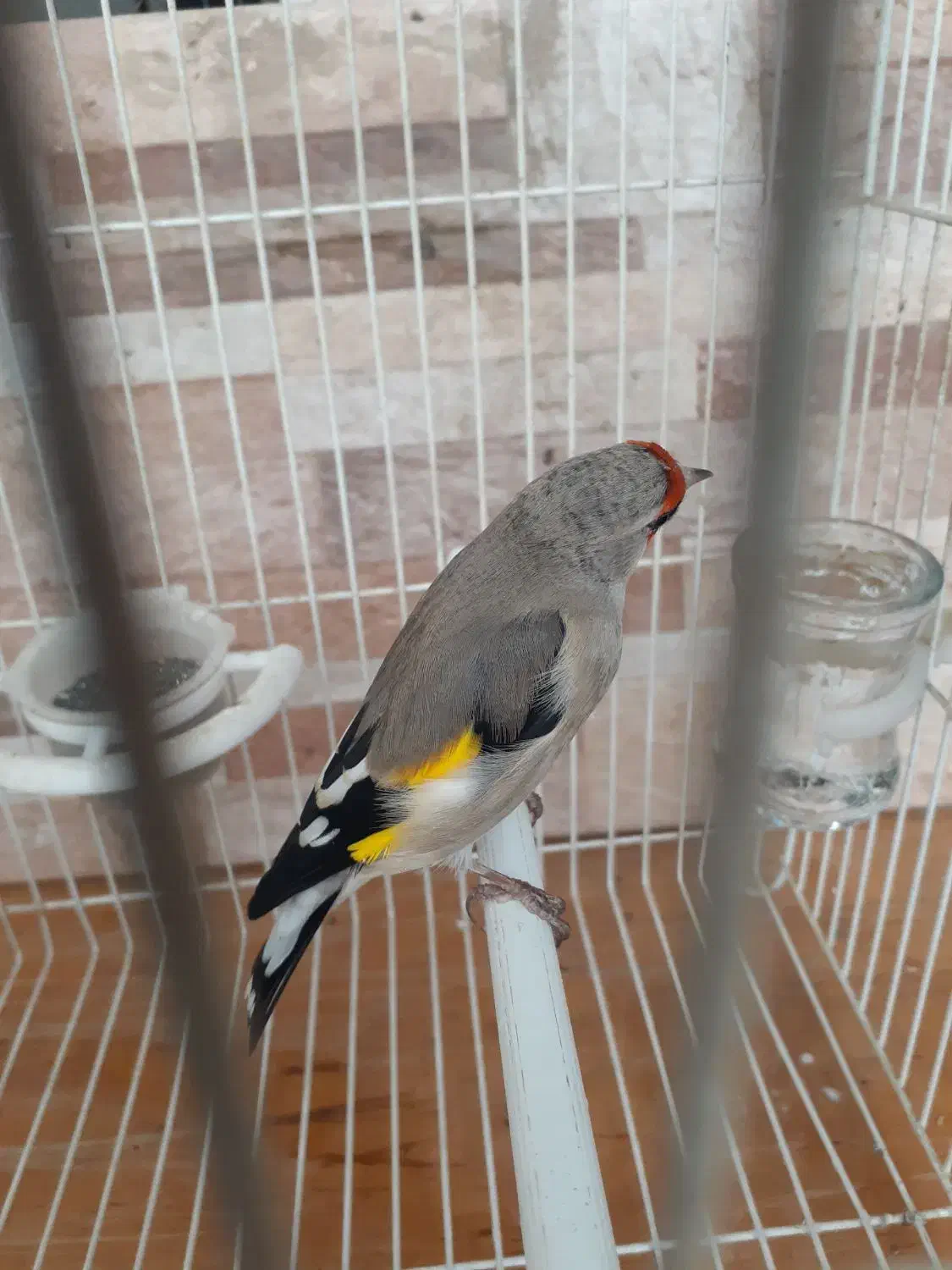 سهره کرمانی جرقه|پرنده|مشهد, شهید معقول|دیوار