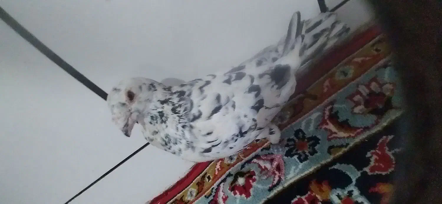 کفتر سار نر|پرنده|تایباد, |دیوار