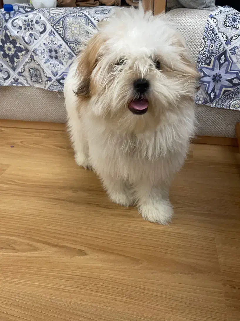 شیتزو فلت|سگ|رشت, رودباری|دیوار