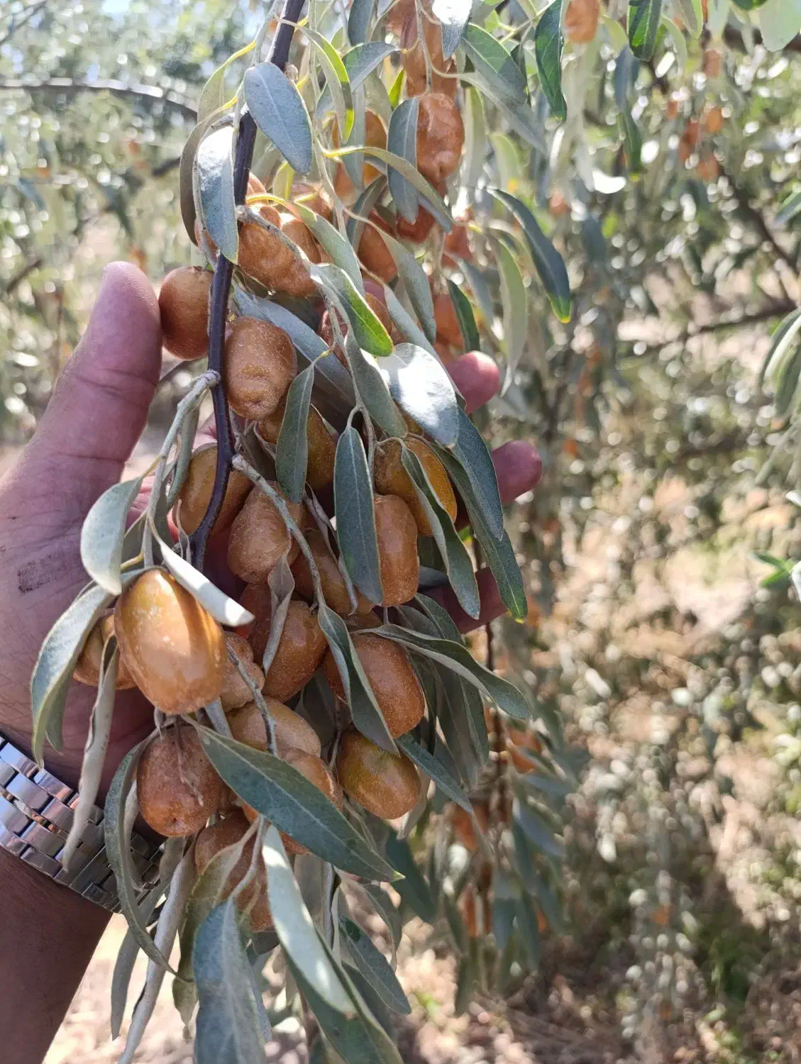 خدمات کشاورزی داریوش|خدمات باغبانی و درختکاری|گوگان, |دیوار