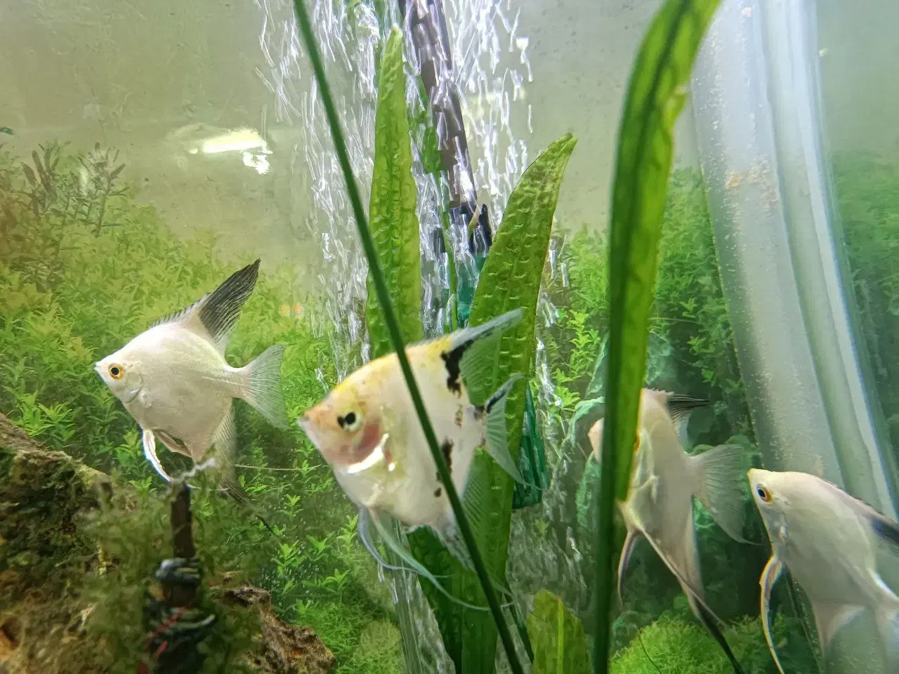 آکواریوم، لوازم جانبی وماهی تزئینی|ماهی|گنبد کاووس, |دیوار