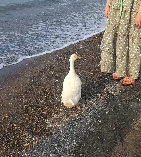 فروش اردک تخم گذار خانگی|حیوانات مزرعه|کرج, عظیمیه|دیوار