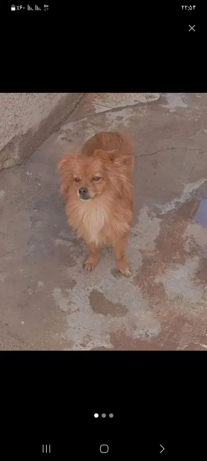 سگ افغانی معاوضه با ژرمن|سگ|نرماشیر, |دیوار