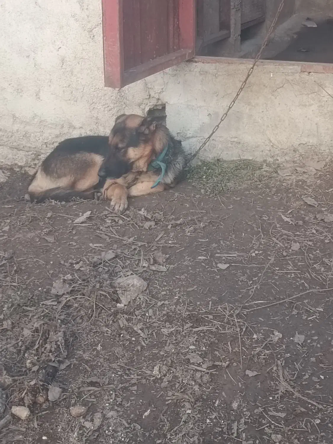 سگ ژرمن|سگ|قائمشهر, |دیوار