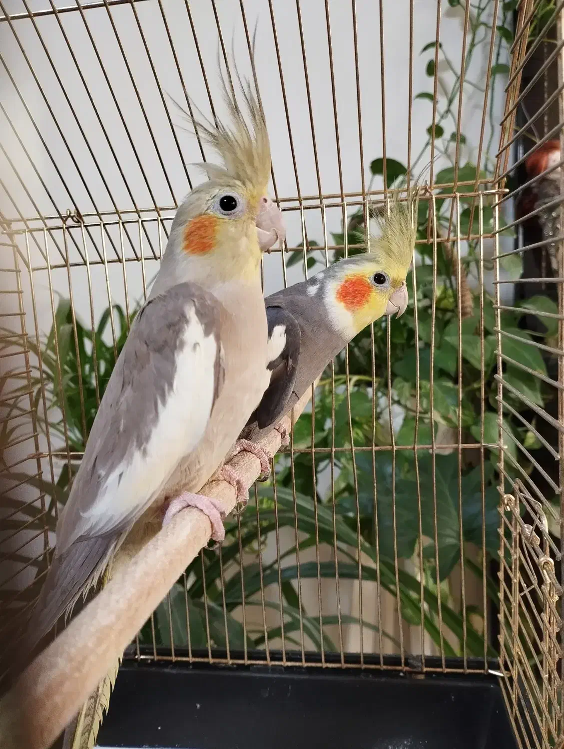 عروس هلندی|پرنده|تهران, گلستان (شهرک راه آهن)|دیوار