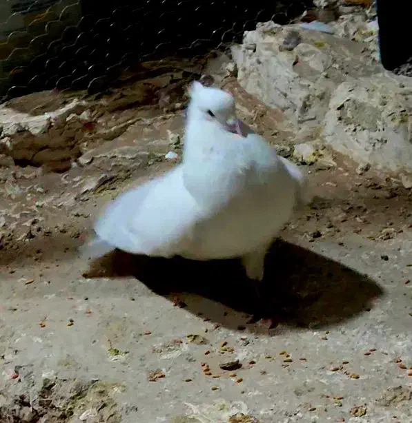 خوشونه لون|پرنده|خرم‌آباد, |دیوار