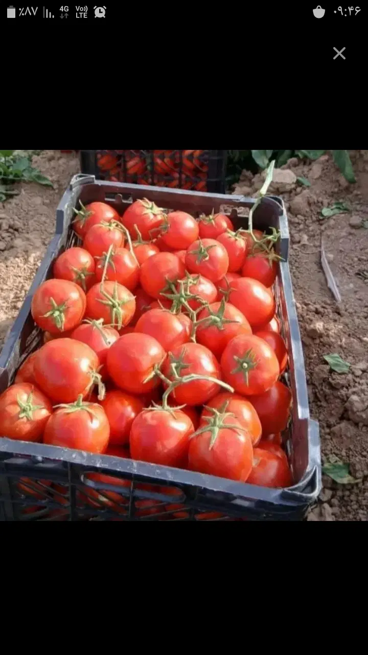 گوجه|خدمات باغبانی و درختکاری|قزوین, |دیوار