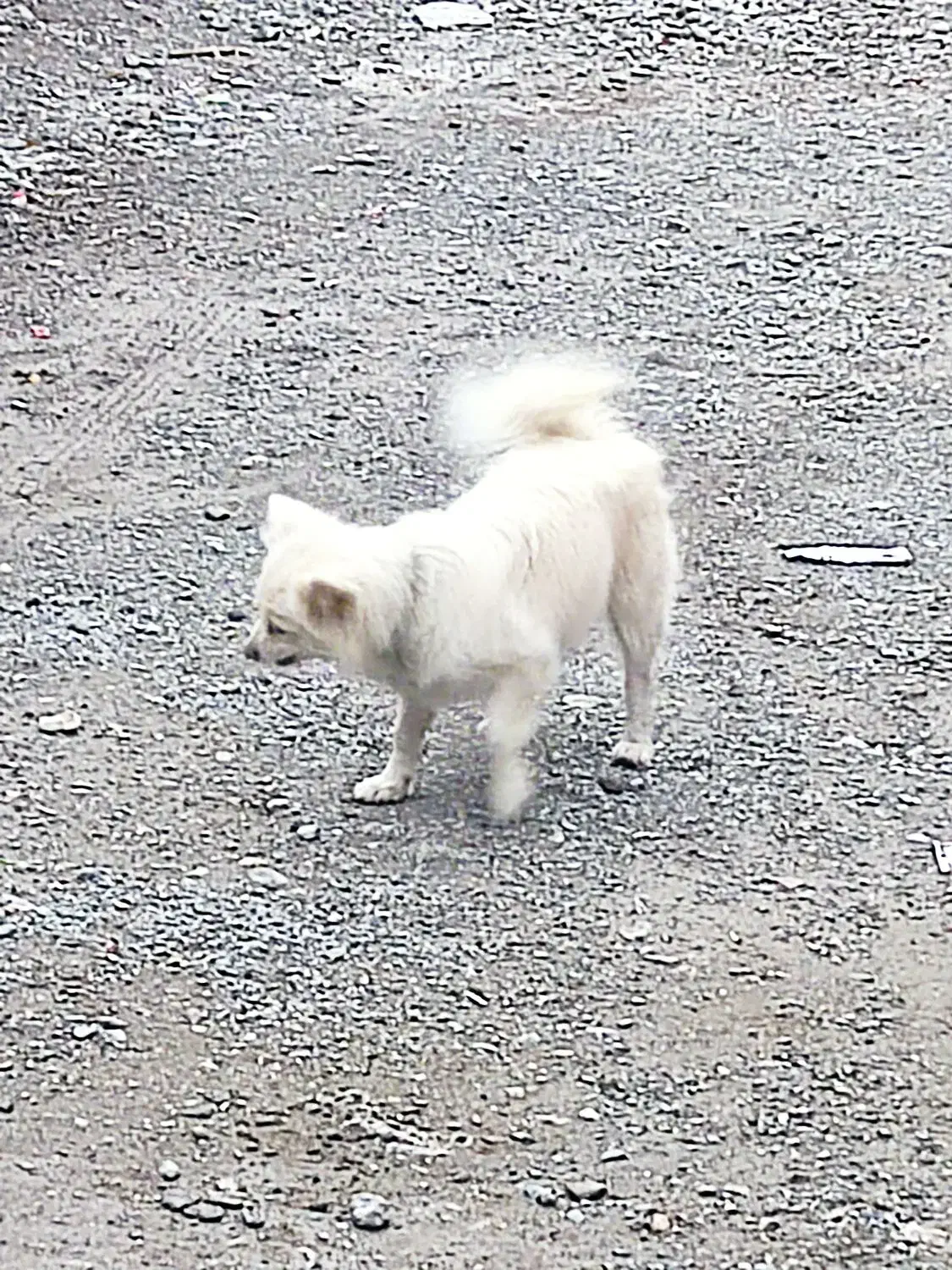 سگ پاکوتاه فروشی|سگ|ایرانشهر, |دیوار