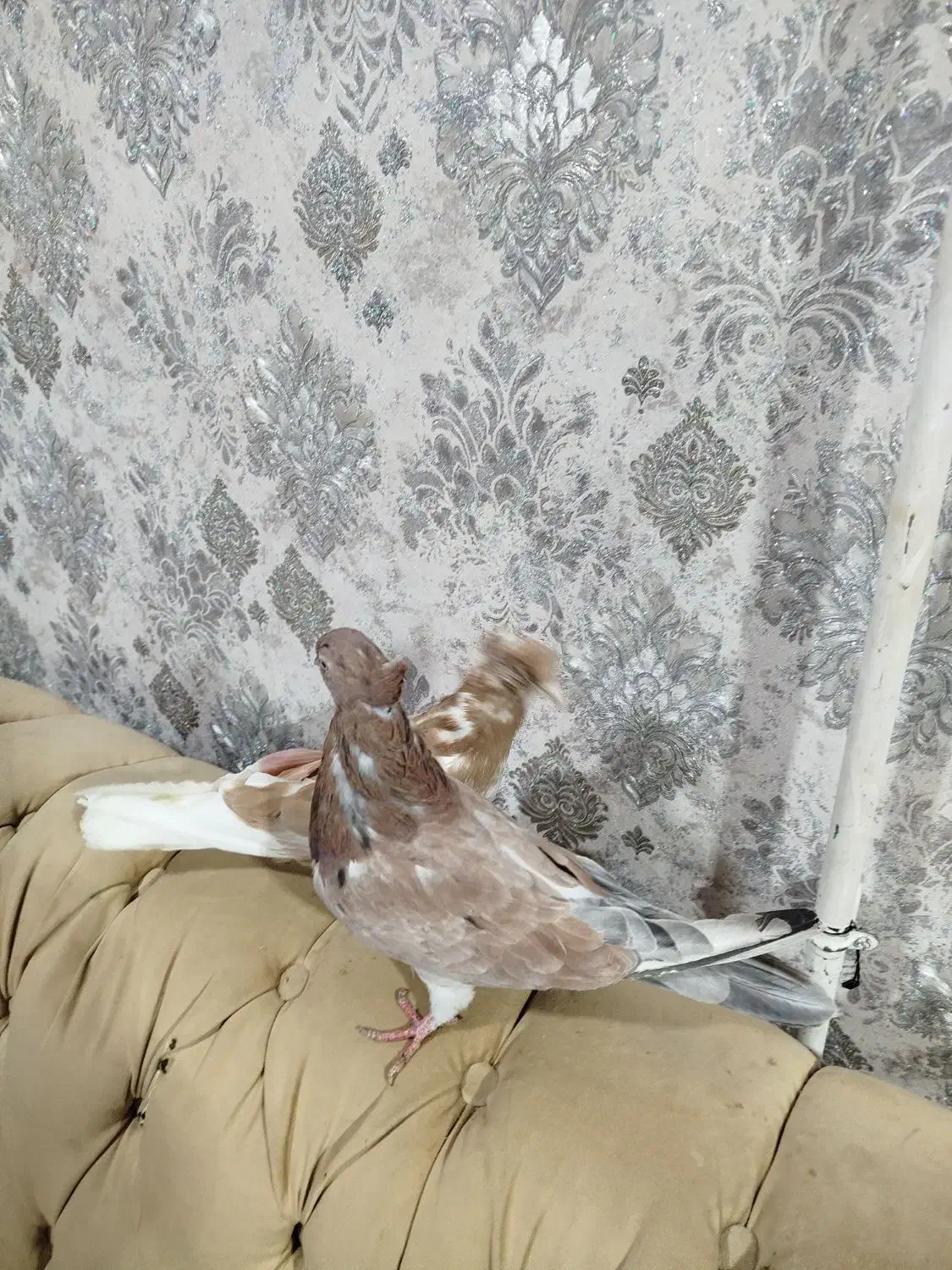 کبوتر ماده|پرنده|نوشین شهر, |دیوار