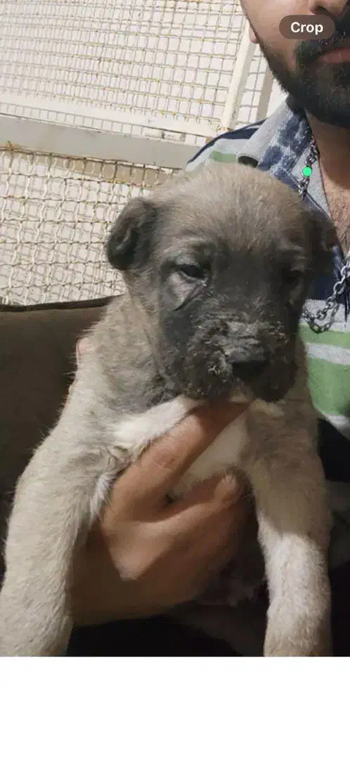 سگ سرابی|سگ|هشتگرد, هشتگرد قدیم|دیوار