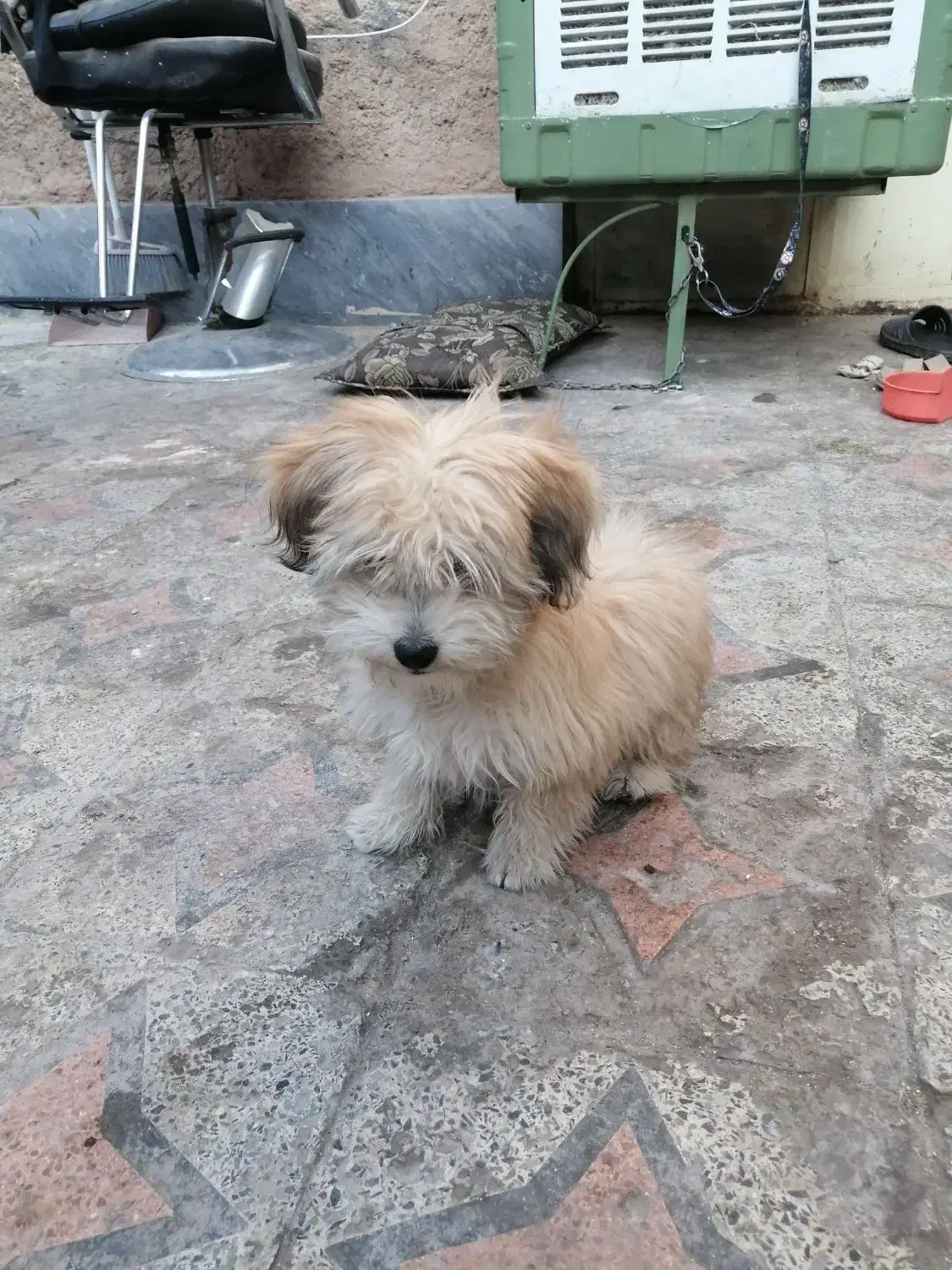 سگ پا کوتاه فروشی|سگ|کرمان, |دیوار