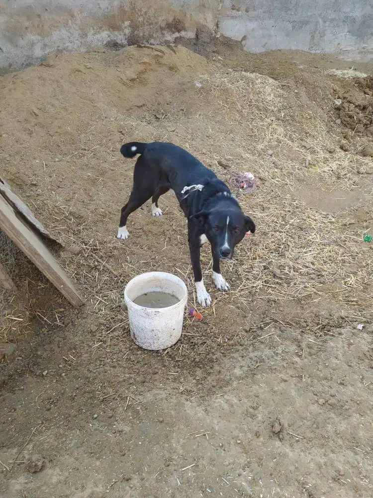 حمایت از حیوانات مناسب نگهبانی آدمی سفت|سگ|داران, |دیوار