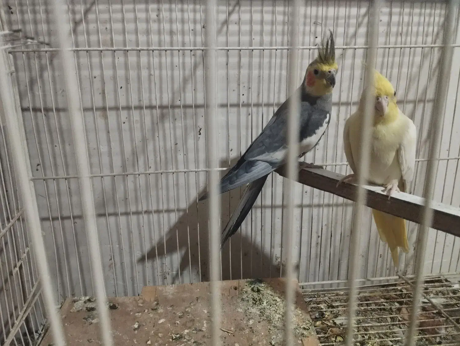 عروس هلندی یک جفت لتیونو واهویی1400000|پرنده|گرگان, |دیوار