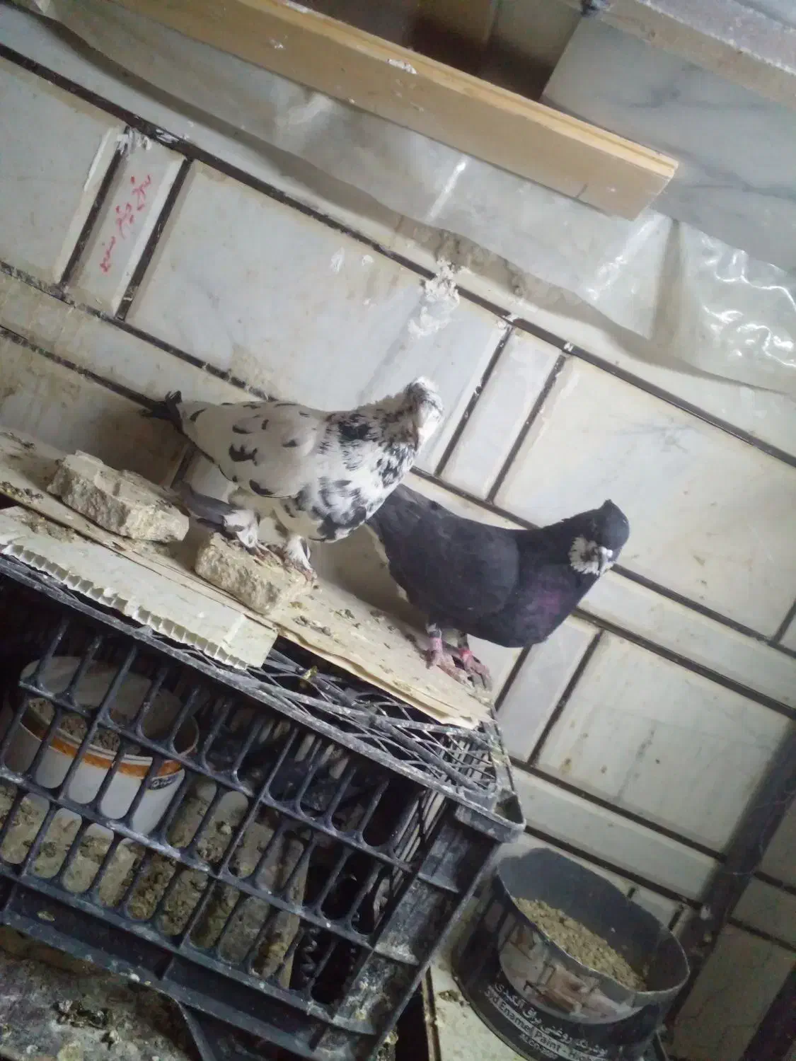 کبوتر نرو ماده|پرنده|ازنا, |دیوار