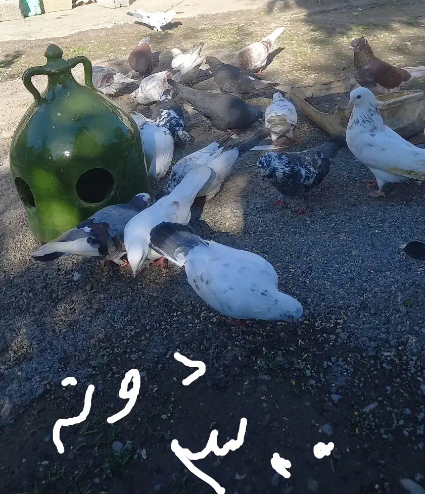 دلیل‌اگهیم‌کمبودجاس‌مستعجریم‌بیشترشون‌دونه‌۳۰۰‌|پرنده|بابل, |دیوار