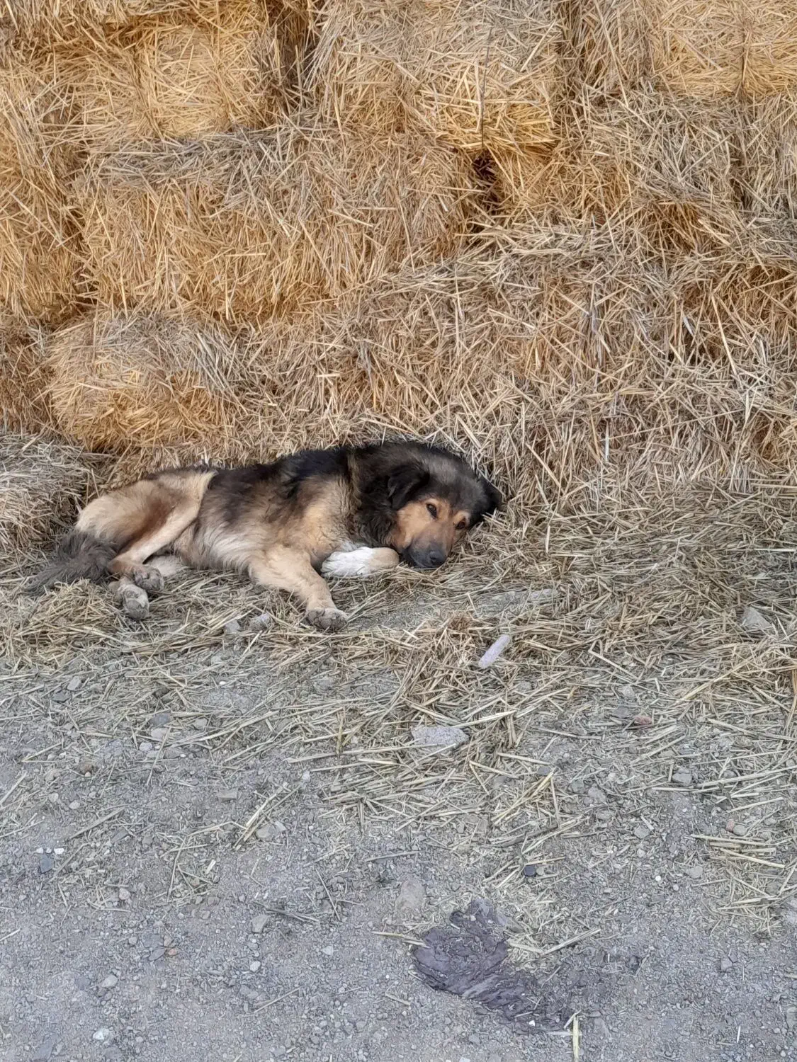 سگ نژاد قدیم|سگ|اردبیل, |دیوار