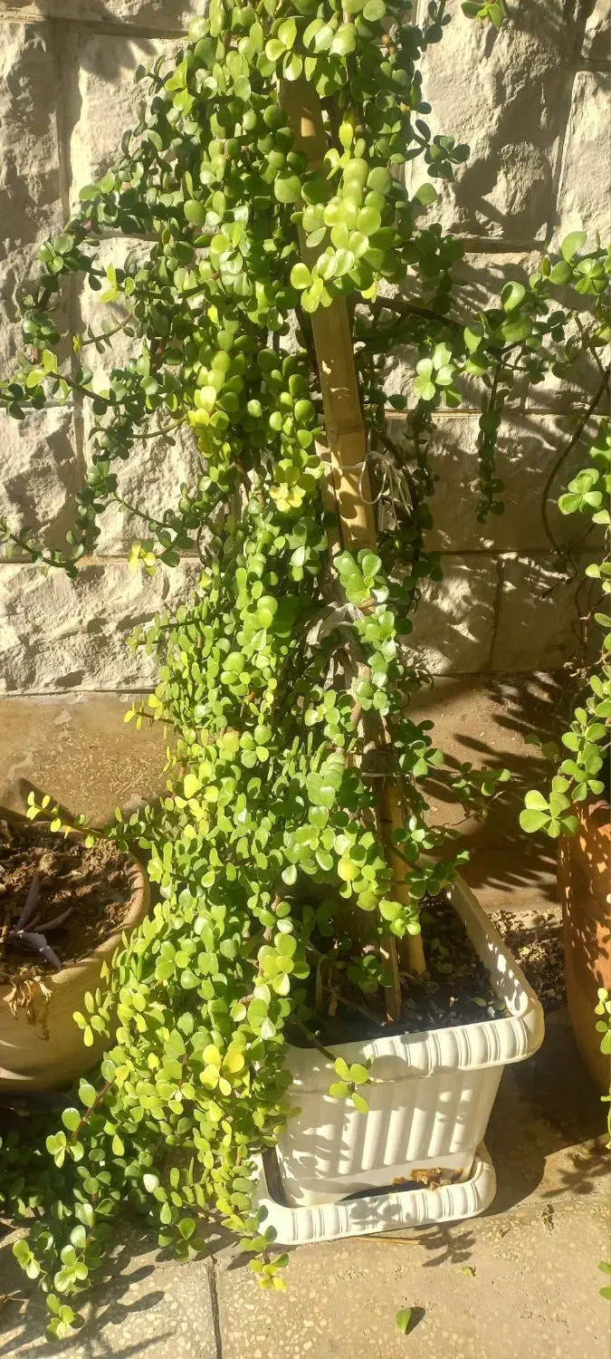 گل طبیعی|گل و گیاه طبیعی|سمنان, |دیوار