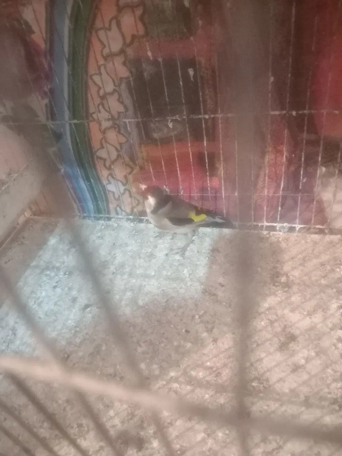 سهره ماده|پرنده|اردبیل, |دیوار