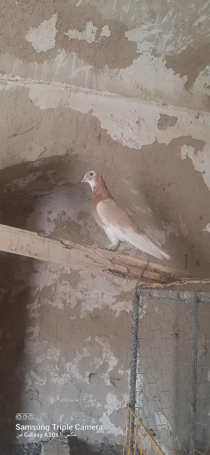 جفت شازده زرد کورکورو|پرنده|جزنیک, |دیوار