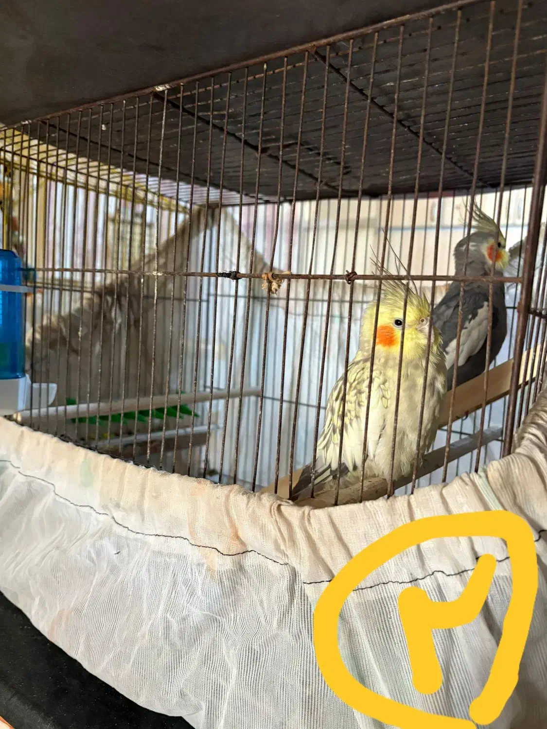 فروش چندجفت عروس هلندی|پرنده|بندر امام خمینی, |دیوار