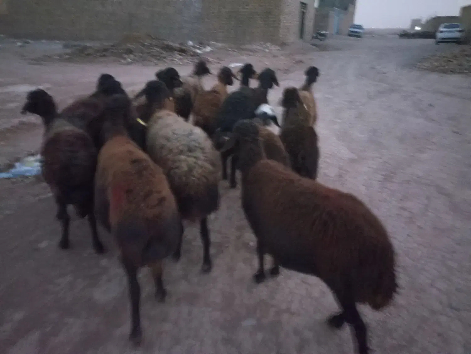 40راس کاور۲دندان  فروشی|حیوانات مزرعه|مشهد, آبکوه|دیوار