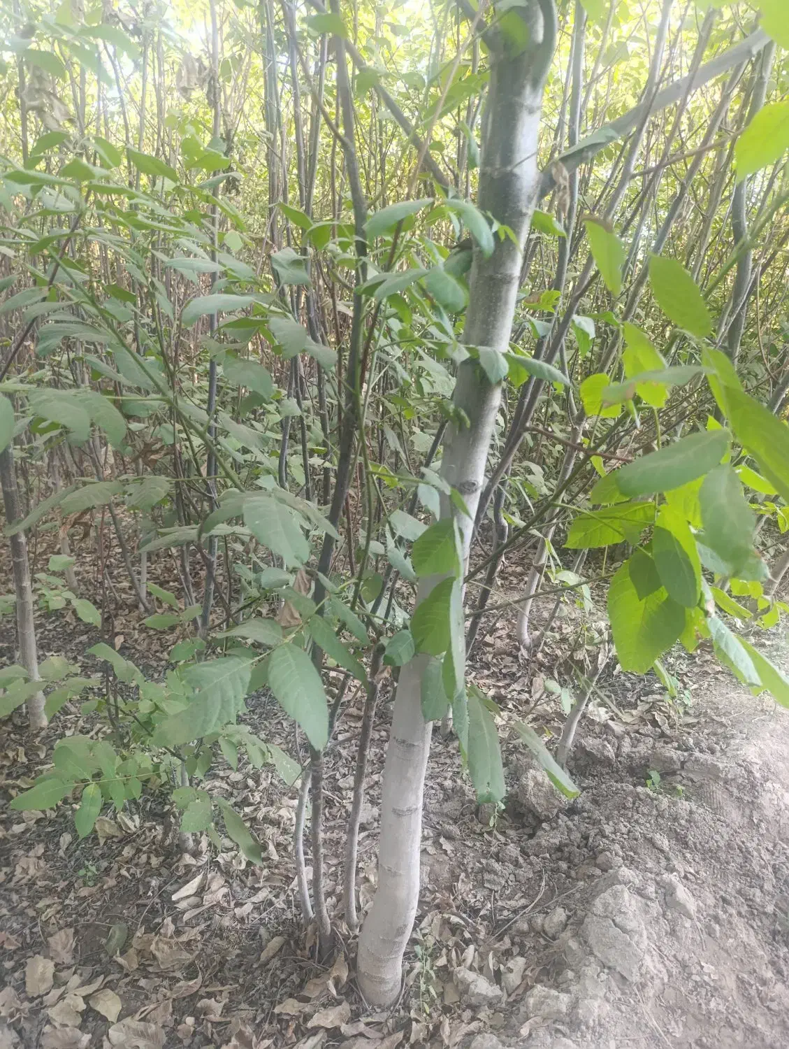 نهال های تنومند شیش ساله بزرگ و شاداب انواع گردو|خدمات باغبانی و درختکاری|یاسوج, |دیوار