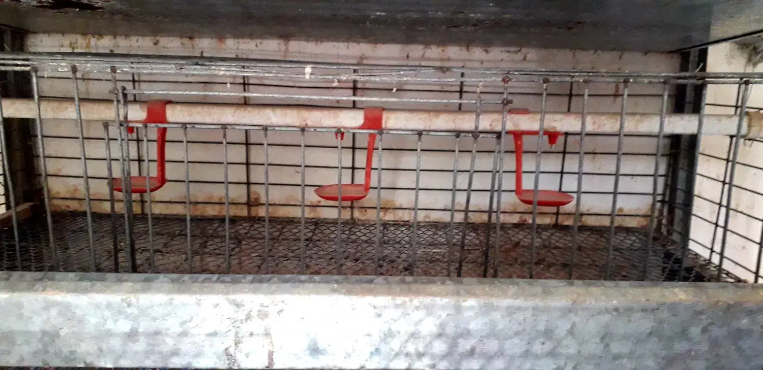 قفسه بزرگ بلدرچین|لوازم جانبی حیوانات|نکا, |دیوار