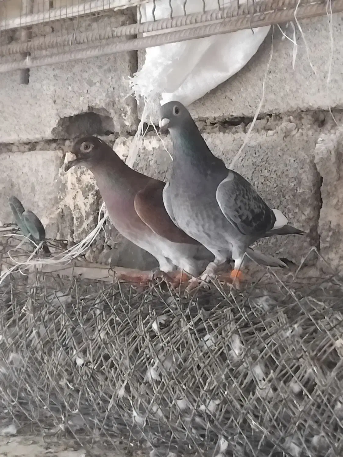 پلاکی|پرنده|شادگان, |دیوار