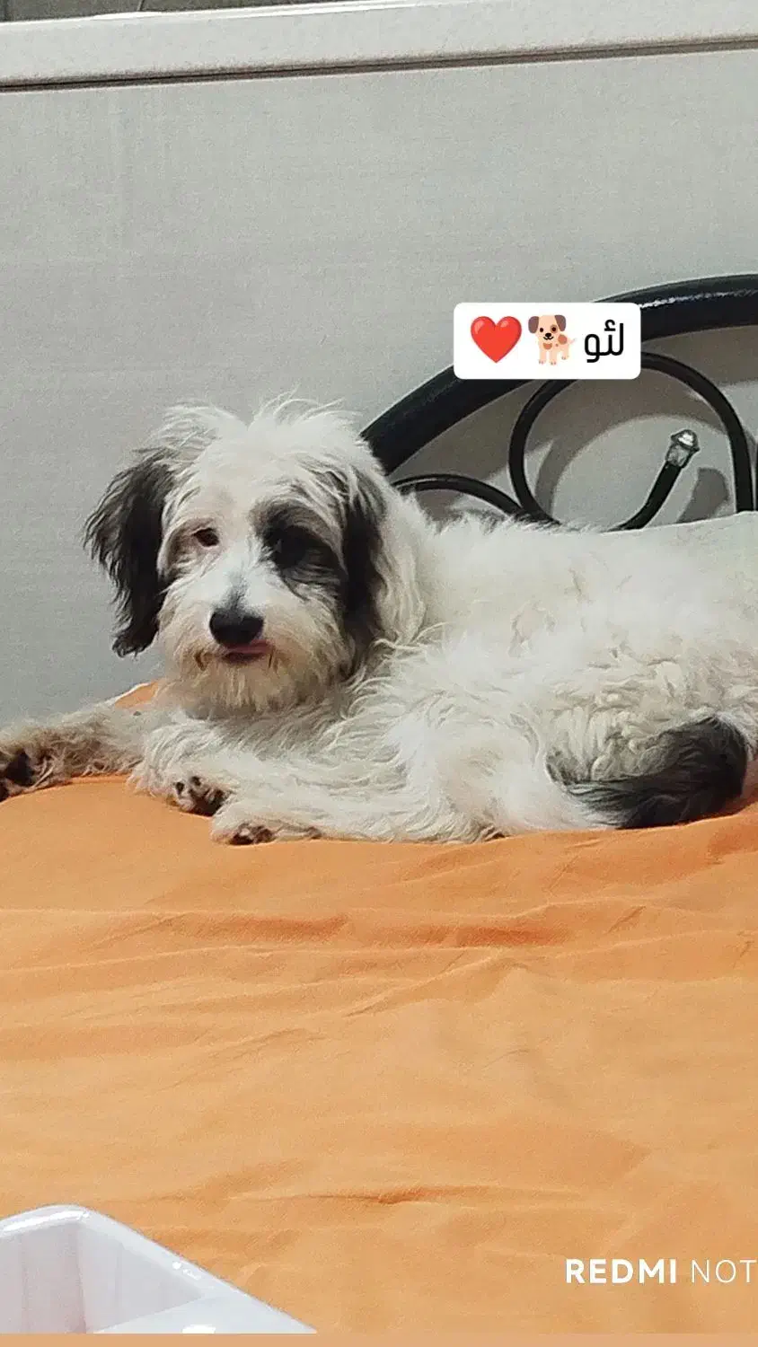 سگ خانگی|سگ|کرمانشاه, |دیوار