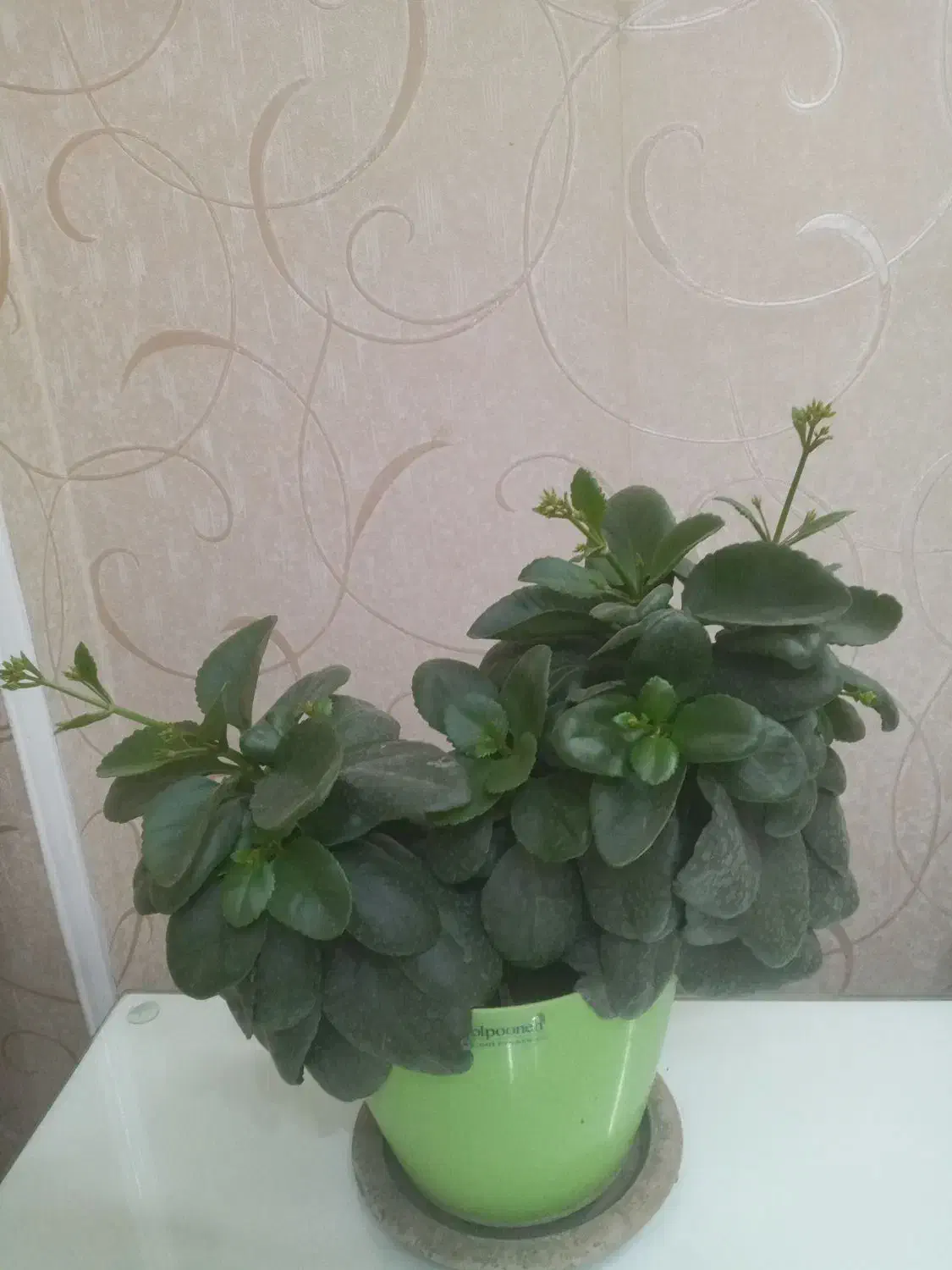 گلهای زیبای خانگی|گل و گیاه طبیعی|تهران, تهرانپارس غربی|دیوار