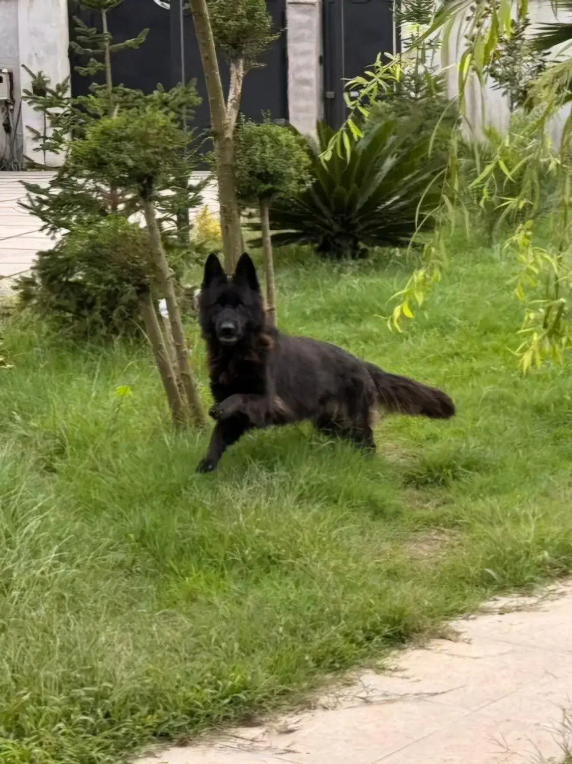 سگ ژرمن بلک|سگ|آستانه اشرفیه, |دیوار