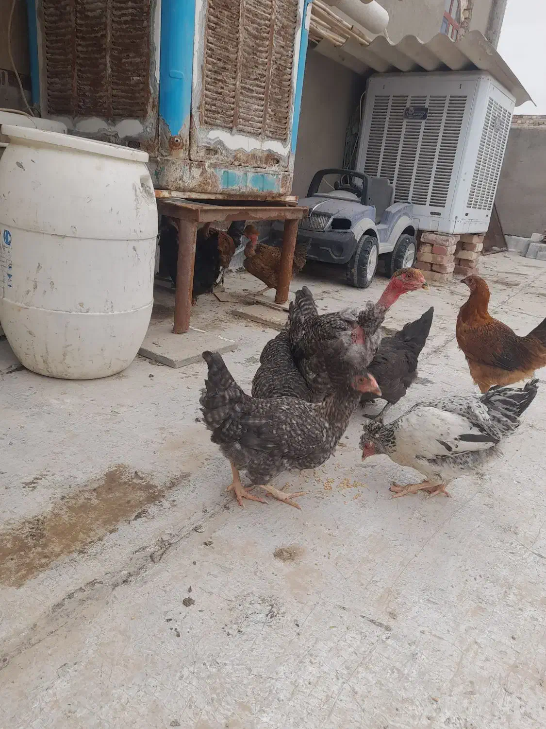 جوجه محلی|حیوانات مزرعه|نیمروز, |دیوار