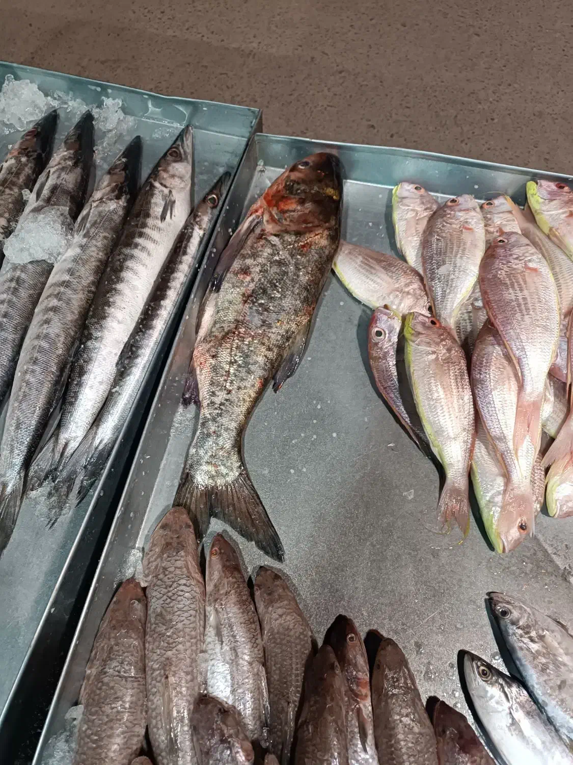 ماهی فروشی خلیج فارس|ماهی|اشکذر, |دیوار