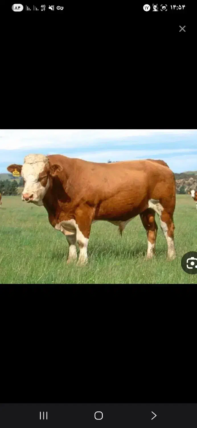 قصاب ذبح گوسفند و گوساله در محل شبانهروزی|حیوانات مزرعه|اسلامشهر, مطهری|دیوار