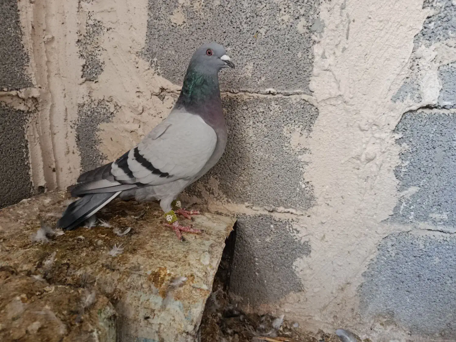 ماده سبز مسافتی|پرنده|مرودشت, گندم‎|دیوار