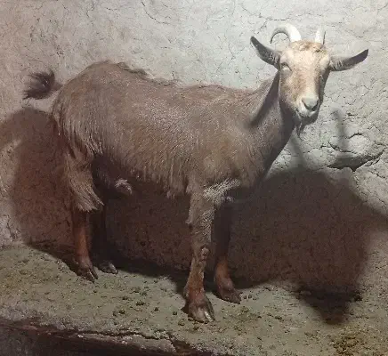 بزسانن|حیوانات مزرعه|فاروج, |دیوار